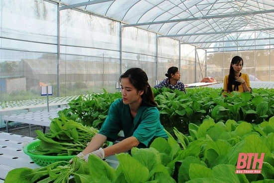 160 ha sản xuất rau, củ, quả ứng dụng công nghệ nhà màng, nhà lưới