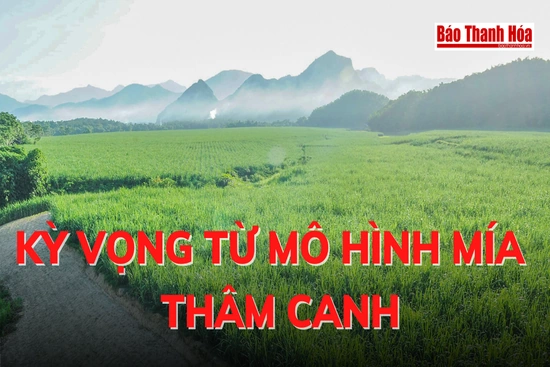 Kỳ vọng từ mô hình mía thâm canh