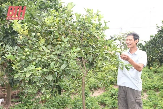 Nông dân Nga Sơn với các mô hình sản xuất hiệu quả trong vườn nhà