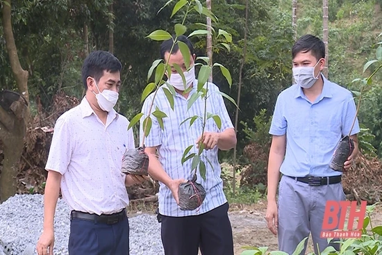 Như Xuân tiếp tục thực hiện đề án tái cơ cấu ngành nông nghiệp