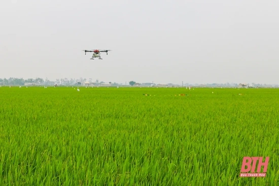 Thực hiện các biện pháp phòng trừ sâu bệnh hại lúa vụ mùa