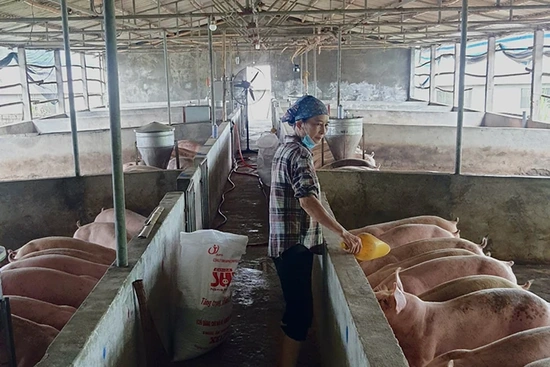 Động lực để phát triển chăn nuôi những tháng cuối năm