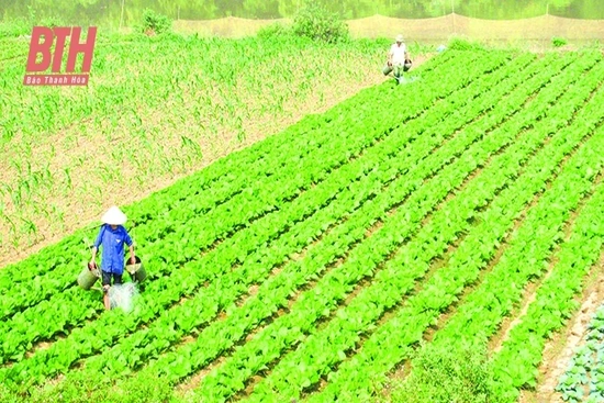 Chuẩn bị các điều kiện cho sản xuất cây trồng vụ đông