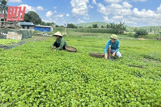 Chế biến rau má thành trà túi lọc