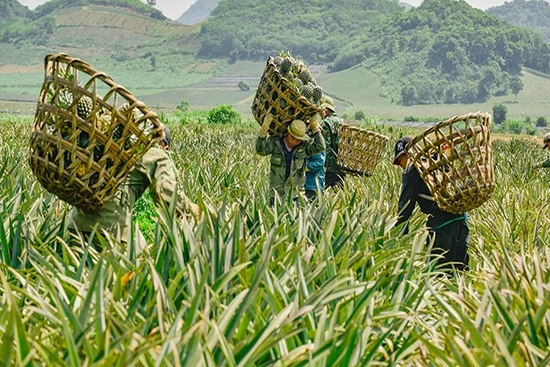 Khóc - cười với dứa