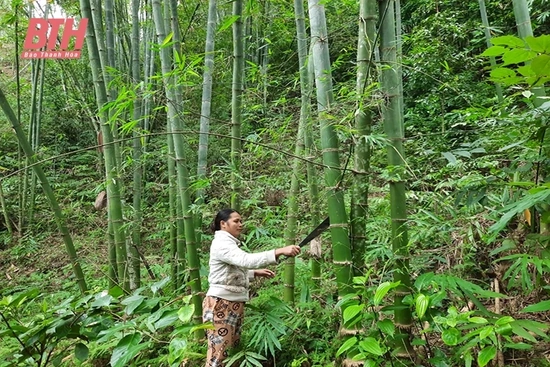 Thâm canh phục tráng, nâng cao hiệu quả kinh tế rừng luồng