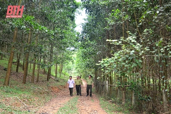 Khát vọng nơi rừng xanh
