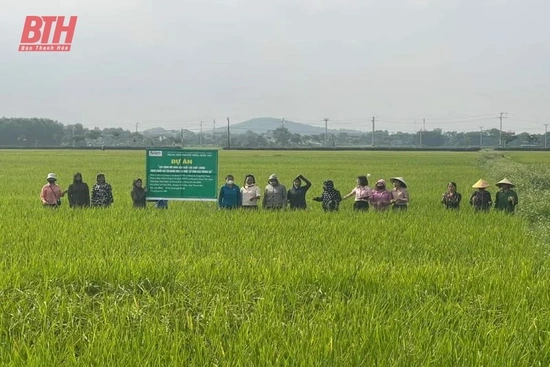 Hội thảo đầu bờ giống lúa J02 tại xã Vĩnh Tiến (Vĩnh Lộc)