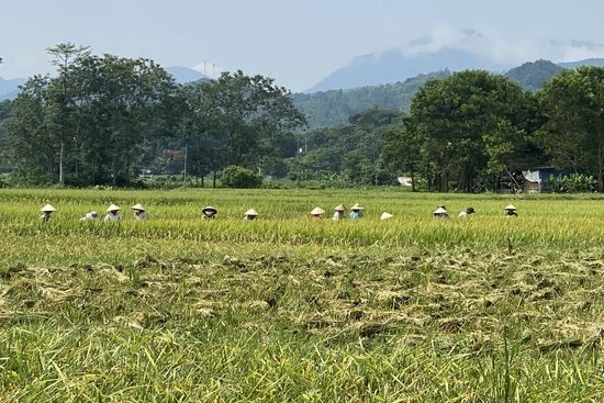 Bá Thước: Nhân dân xuống đồng thu hoạch lúa chiêm xuân