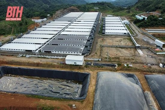 Để vấn đề môi trường tại các trang trại lợn không còn “nóng”