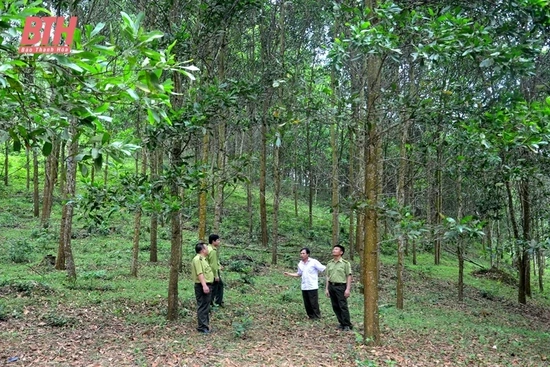 Trồng rừng phủ xanh đất trống gắn với phát triển kinh tế lâm nghiệp bền vững