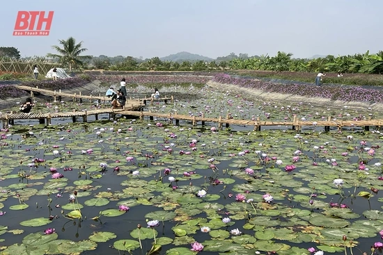 Bất cập phát triển nông nghiệp hiện đại (Bài 2): Nhiều 