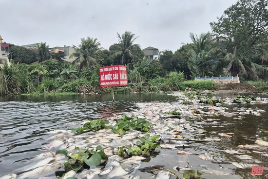 Cá chết la liệt trên suối Cổ Đam thị xã Bỉm Sơn 