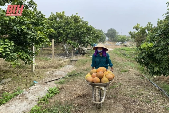 Thọ Xuân: Nhiều kết quả nổi bật thực hiện nhiệm vụ trọng tâm, khâu đột phá