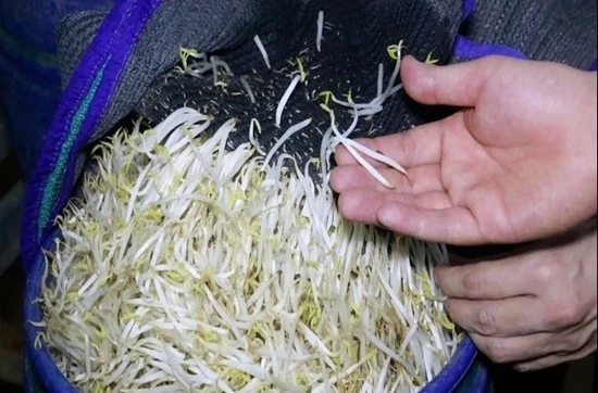 Giá đỗ tẩm “nước kẹo” độc hại như thế nào?