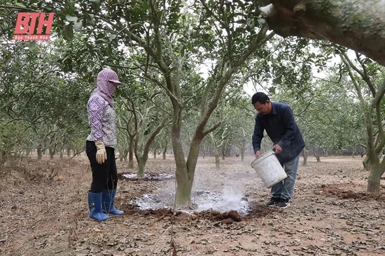 Phát triển cây ăn quả tại Yên Định