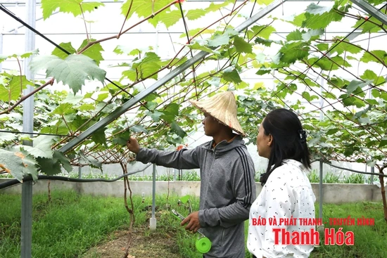 Chú trọng công tác dự tính, dự báo dịch bệnh trong sản xuất nông nghiệp