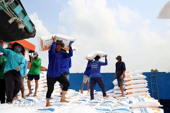 Sản lượng gạo toàn cầu có thể đạt mức cao kỷ lục trong niên vụ tới