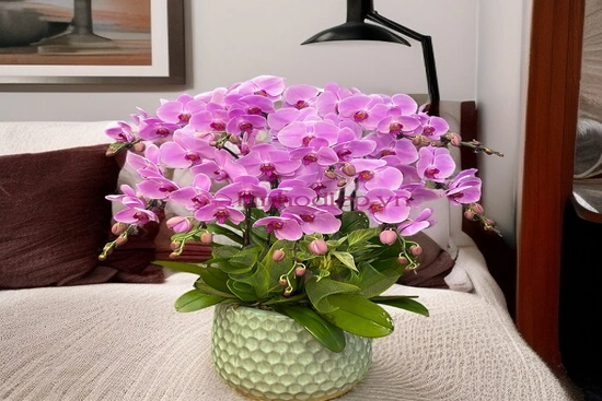 Ưu đãi lan hồ điệp chào mừng khai giảng - Quà tặng sang trọng
