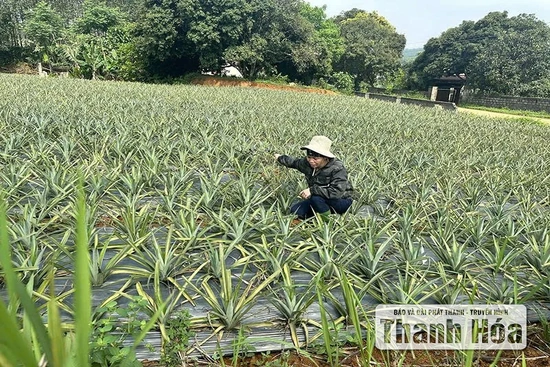 “Chắp cánh” cho nông dân làm giàu