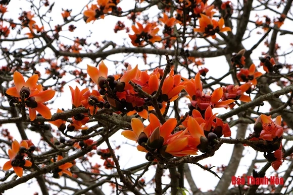 Rộn ràng hoa gạo tháng Ba
