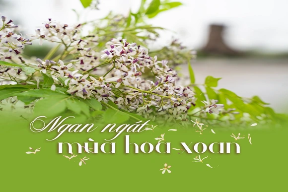 E-Magazine: Ngan ngát mùa hoa xoan