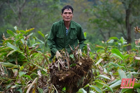 Nông dân Cẩm Thủy vào mùa thu hoạch dong riềng