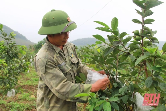 Phát triển cây ổi trên  vùng đất Thành Tâm