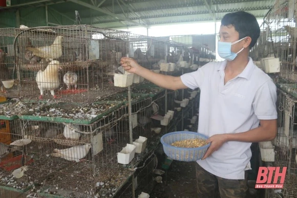 Bỏ phố, về quê “làm bạn” với chim bồ câu Pháp