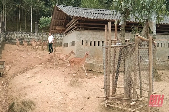 Mô hình nuôi hươu phát triển kinh tế hộ ở Như Thanh