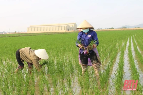Chủ động phòng, trừ bệnh đạo ôn hại lúa đông xuân