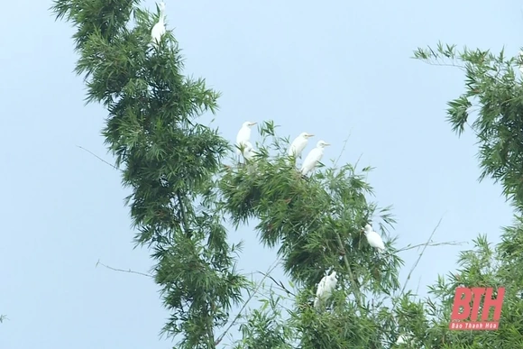 Triển khai thực hiện Chỉ thị của Thủ tướng Chính phủ về một số nhiệm vụ, giải pháp cấp bách để bảo tồn các loài chim hoang dã, di cư