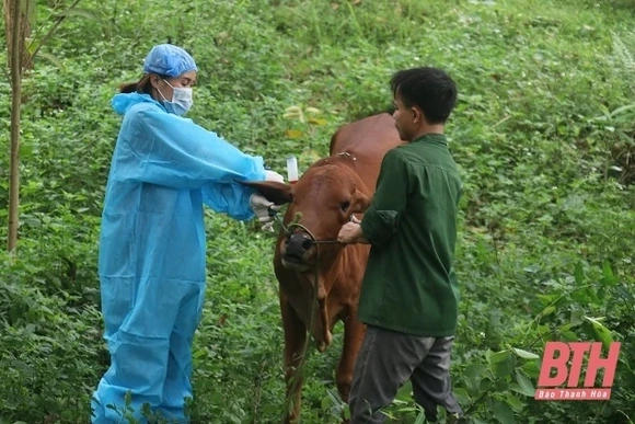 Triển khai tiêm phòng gia súc, gia cầm đợt 2 trên địa bàn các huyện thuộc Chương trình MTQG giảm nghèo bền vững