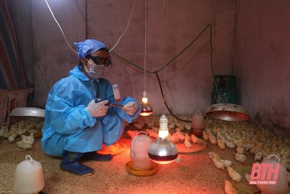 Tiêm phòng gia súc, gia cầm: Nhiều nơi còn tư tưởng chủ quan và ỷ lại