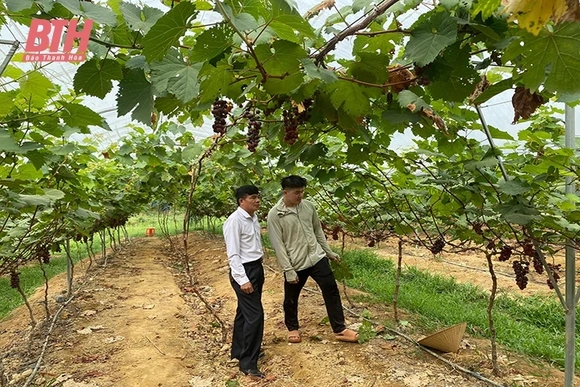Khi người trẻ về làm nông nghiệp