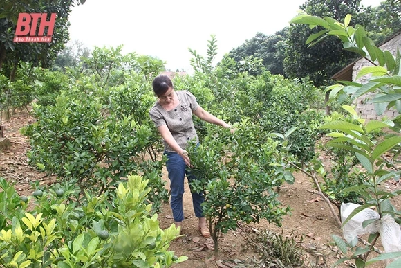 Phát triển kinh tế V-A-C trên vườn đồi Ngọc Lặc