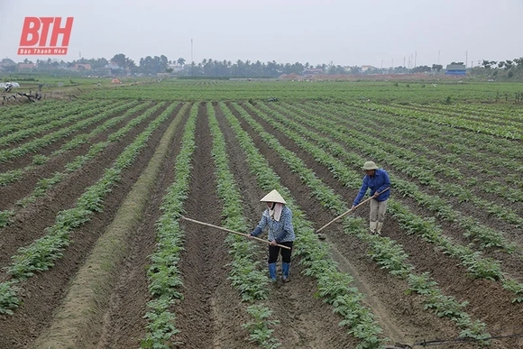Hiệu quả từ sản xuất khoai tây vụ đông