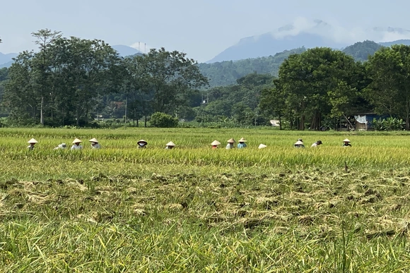 Bá Thước: Nhân dân xuống đồng thu hoạch lúa chiêm xuân