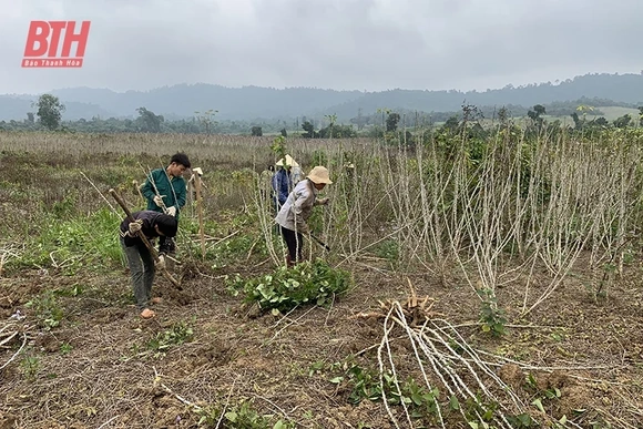 Liên kết trong sản xuất nông nghiệp ở Ngọc Lặc
