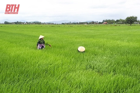 Quảng Xương xây dựng vùng sản xuất lúa tập trung, năng suất, chất lượng cao