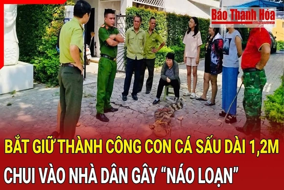 Điểm nóng 6/10: Bắt giữ cá sấu dài 1,2m chui vào nhà dân gây “náo loạn”