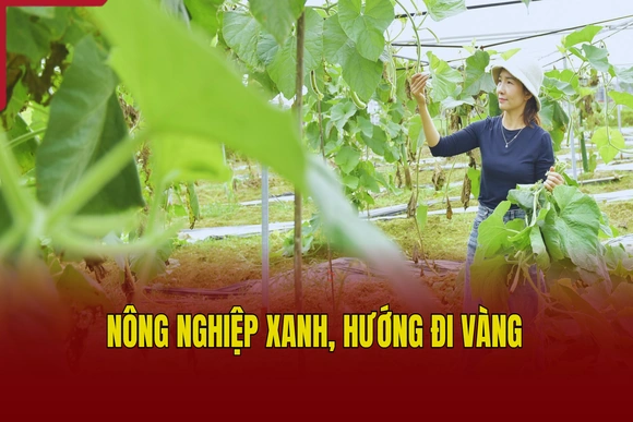 Nông nghiệp xanh, hướng đi vàng