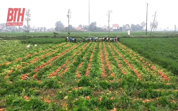 Ghi ở những cánh đồng màu