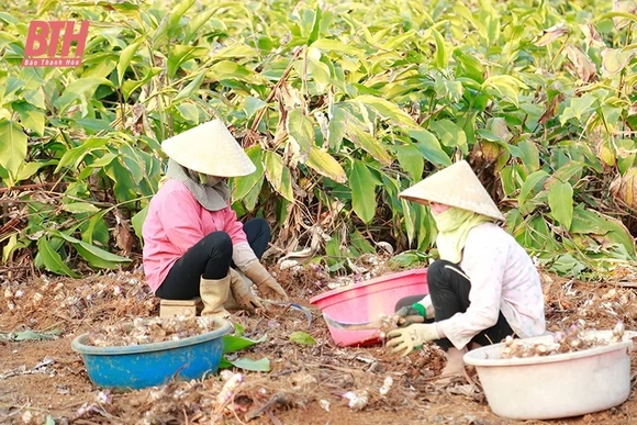 Hiệu quả kinh tế từ trồng cây dong riềng