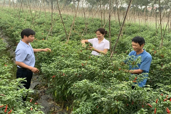 Góp phần khẳng định vai trò của HTX kiểu mới