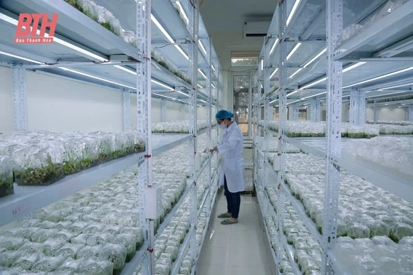 Ứng dụng công nghệ sinh học, phát triển nông nghiệp an toàn