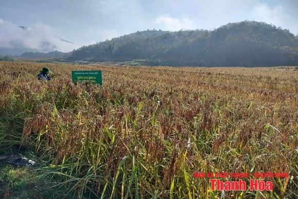 Về vùng lúa nếp Cay Nọi