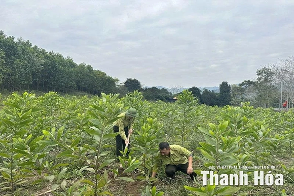 Nâng cao năng suất, chất lượng rừng trồng