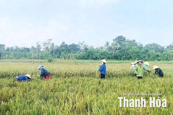 Xã Nông Cống thu hoạch 100% diện tích lúa mùa trước bão số 10