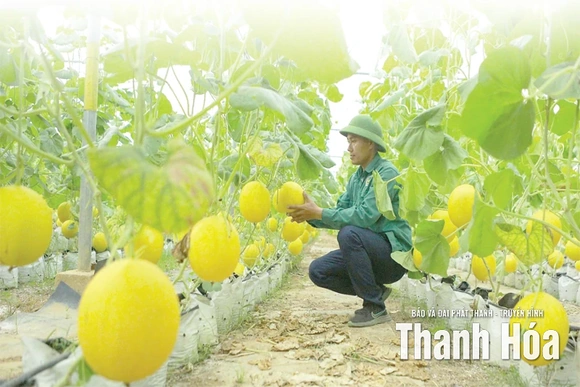 Phát triển chuỗi liên kết rau, quả an toàn